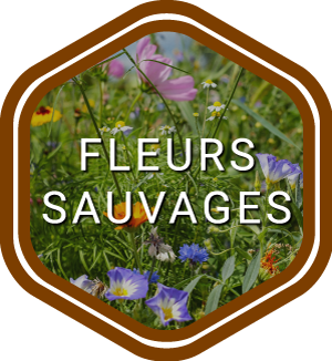 fleurs sauvages