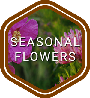 Seasonal flowers
