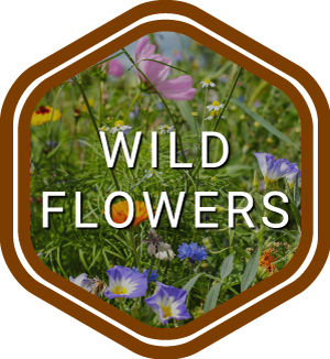 Wild flowers