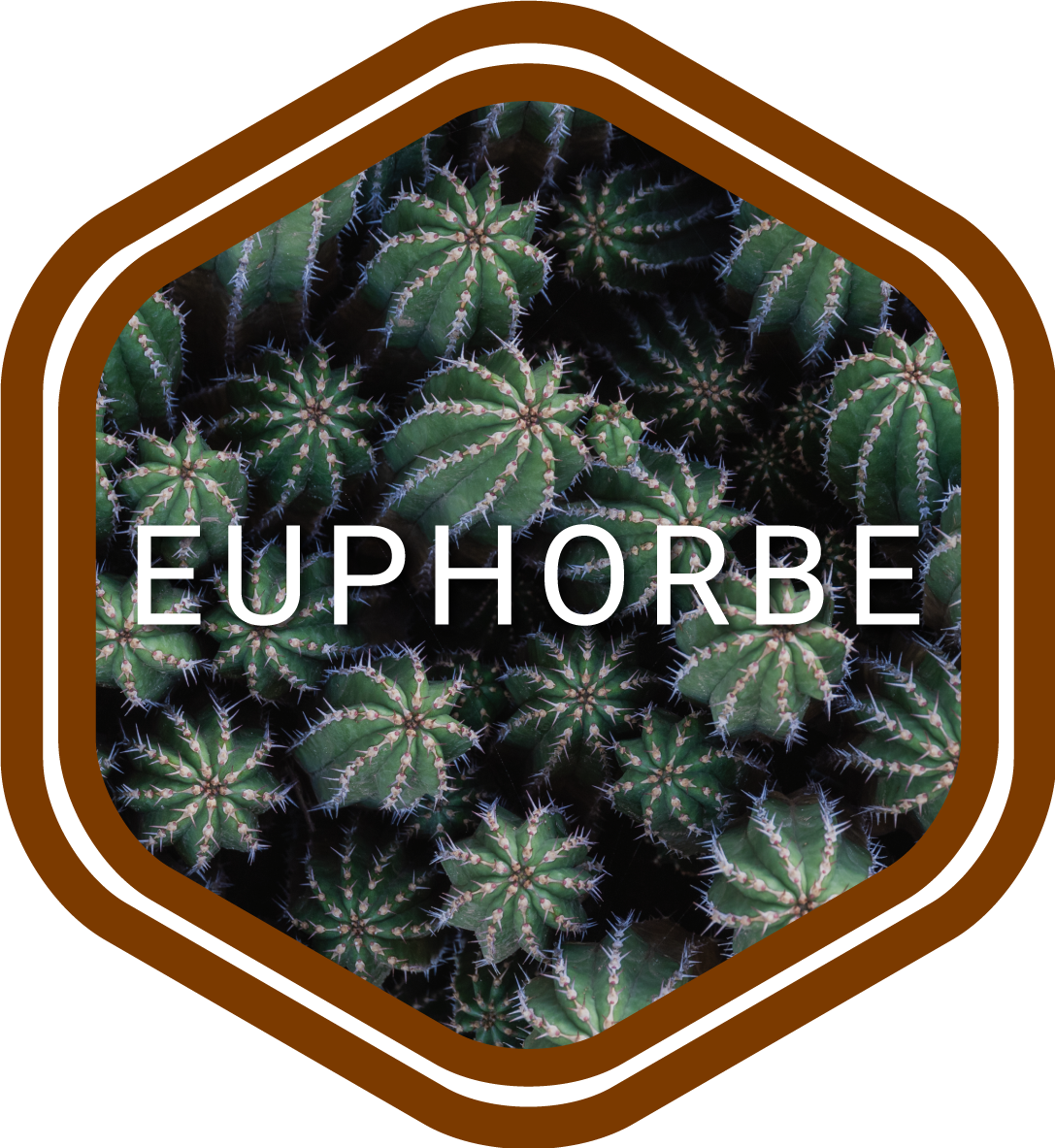 euphorbe-maroc