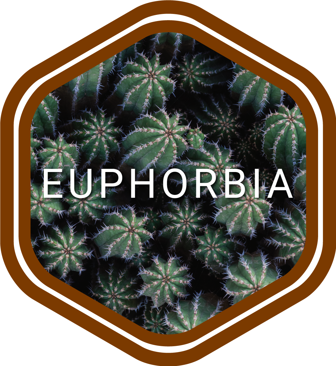 euphorbia-morocco