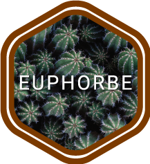 miel-euphorbe